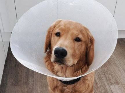 Apple_AirPods_ swallowed_dog_cone