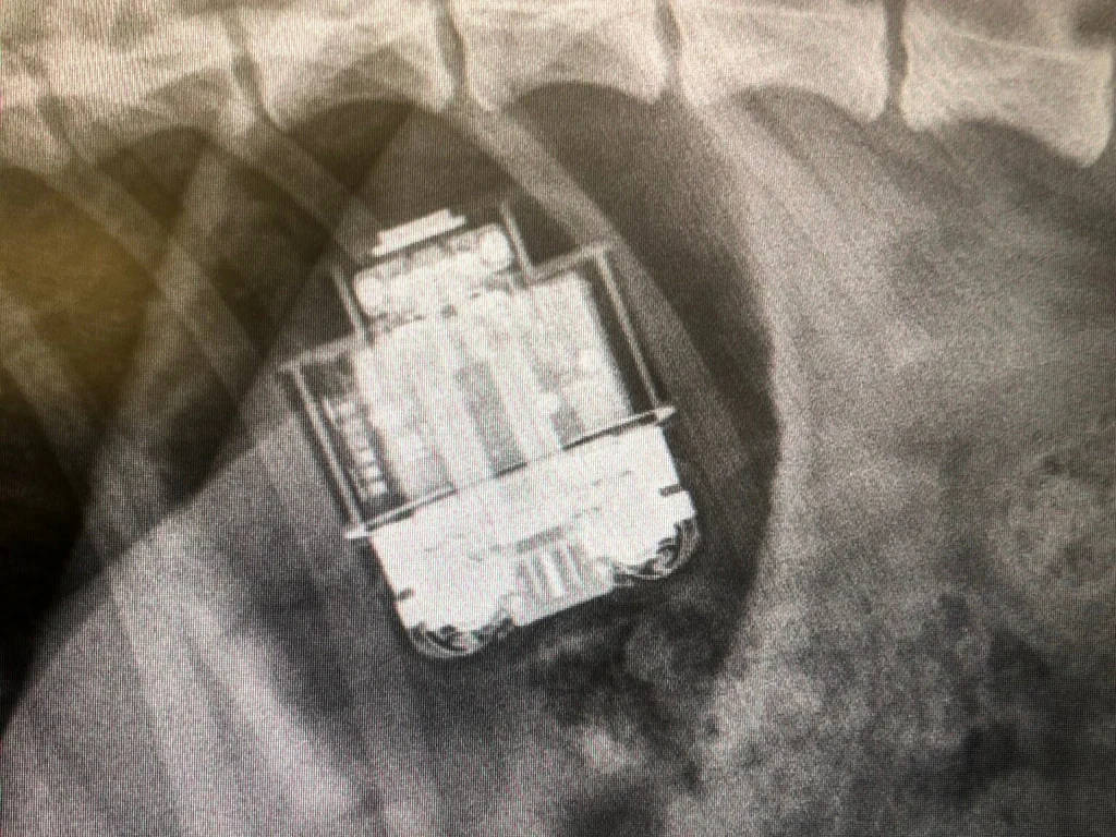 Apple_AirPods_ swallowed_dog_x-ray