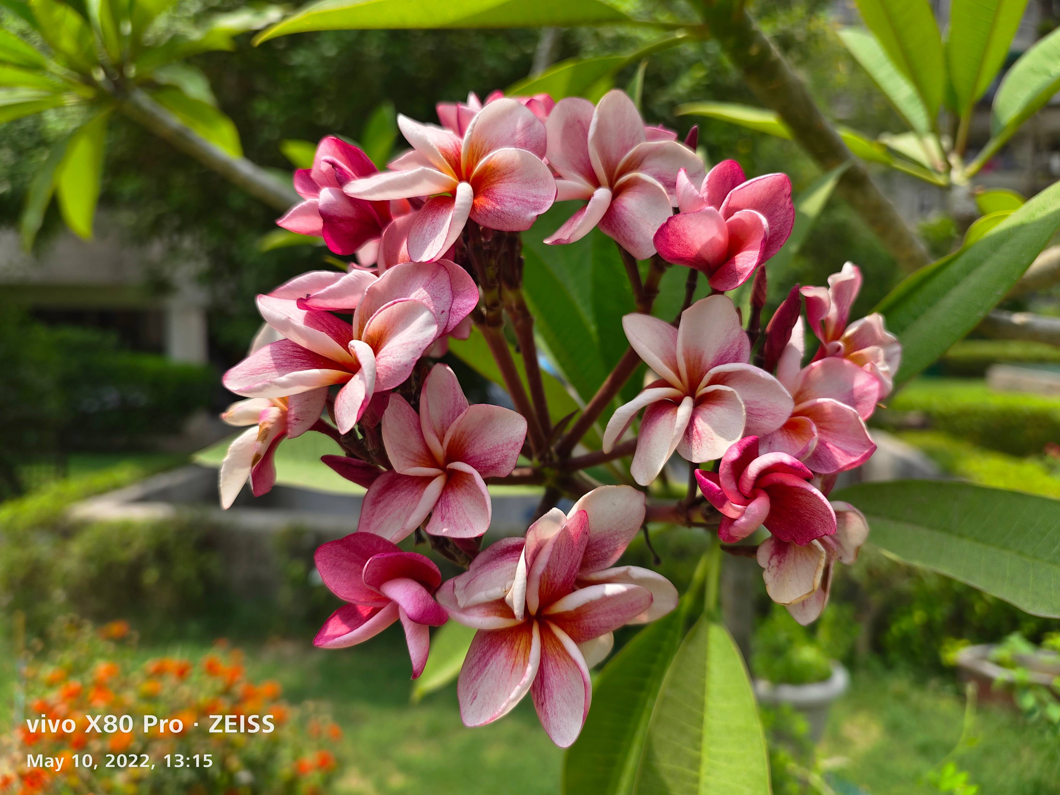 Vivo X80 Pro vs OnePlus 10 Pro camera comparison v for victory