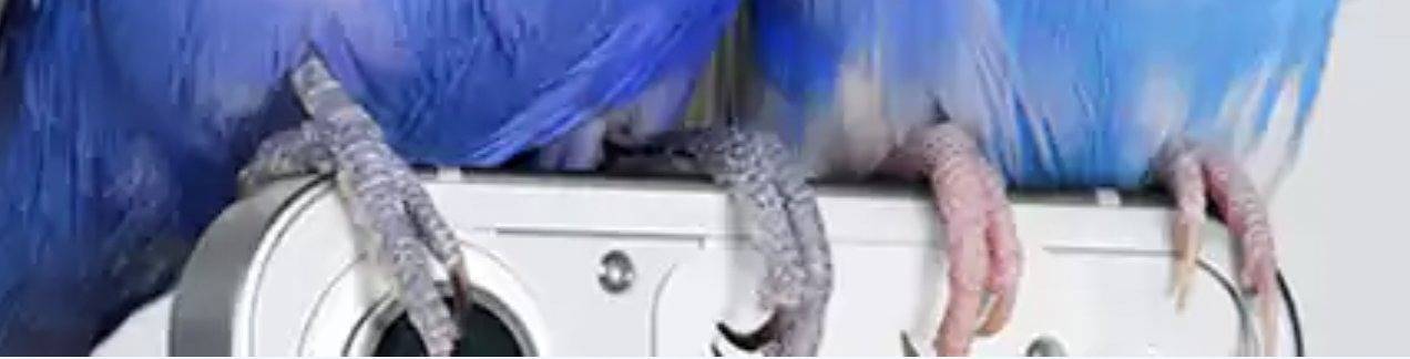 Nothing Phone (1) first look