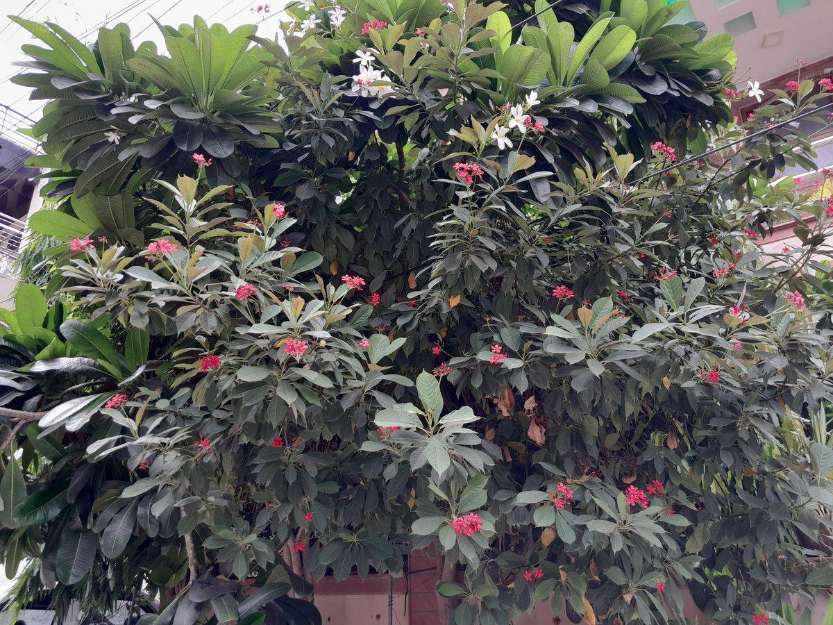 Samsung Galaxy F13 Review Pros and cons, Verdict 91Mobiles