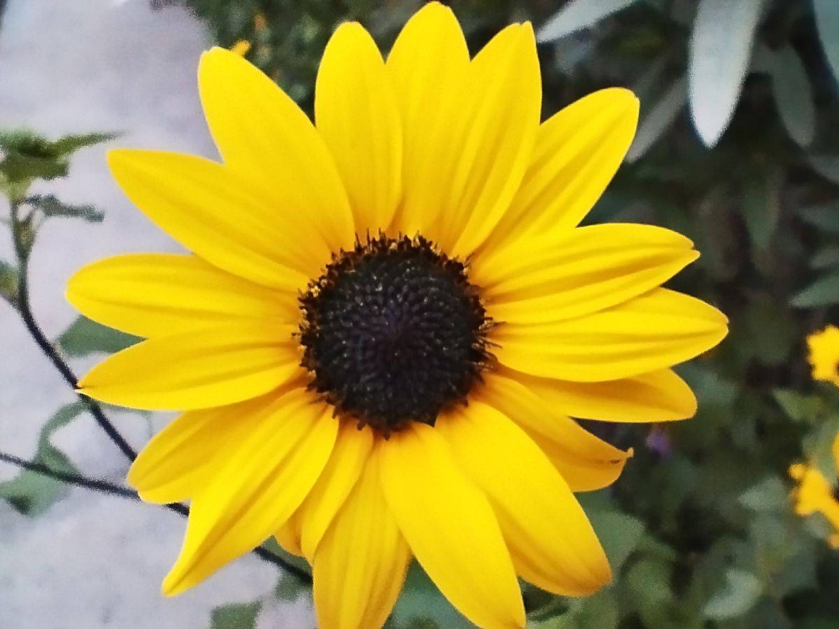 POCO X5 review a VFM purchase?