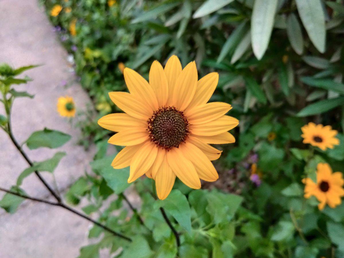 POCO X5 review a VFM purchase?