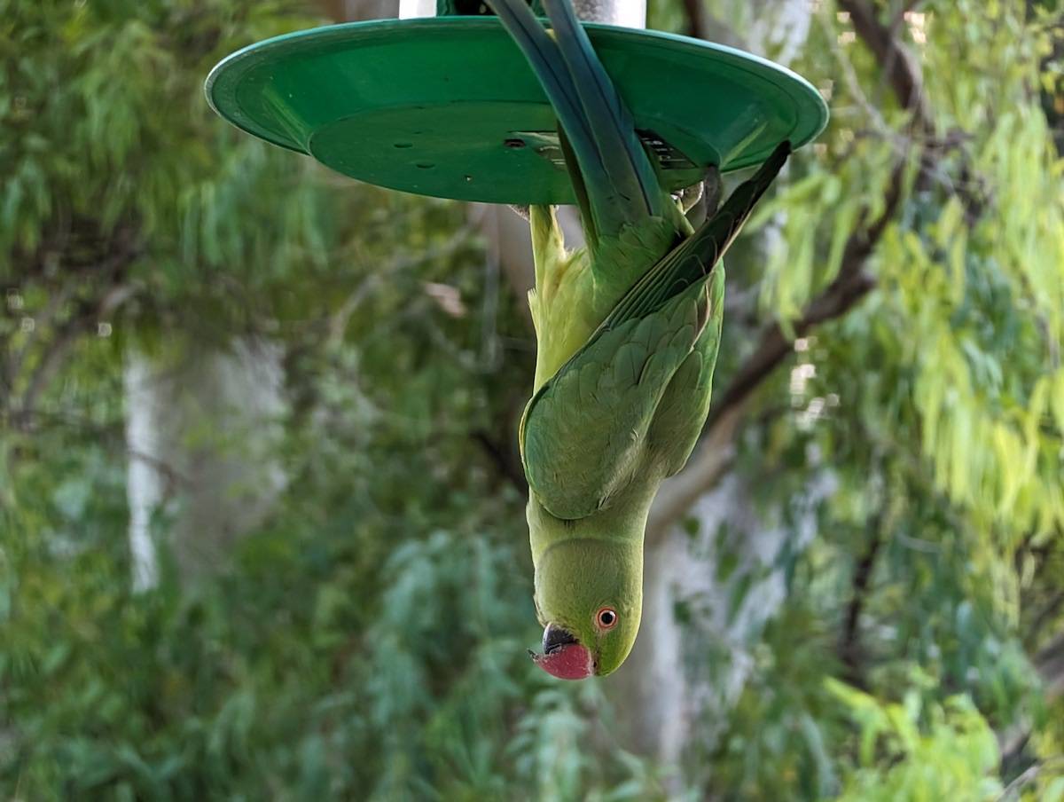 Google Pixel 8 Pro review - Pros and cons, Verdict