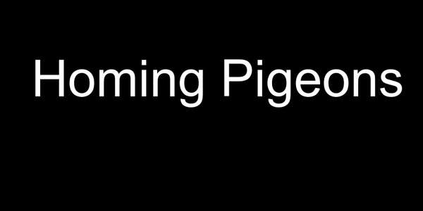 Homing Pigeons - Backdrops