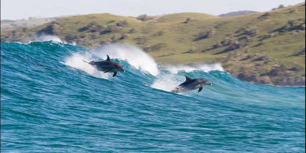 Dolphin Reef - Backdrops