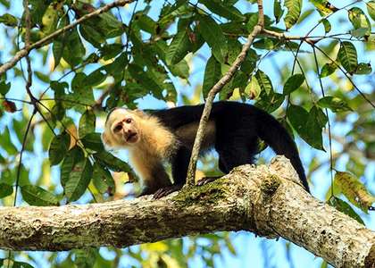 Osa: The Jewel of Costa Rica - Backdrop