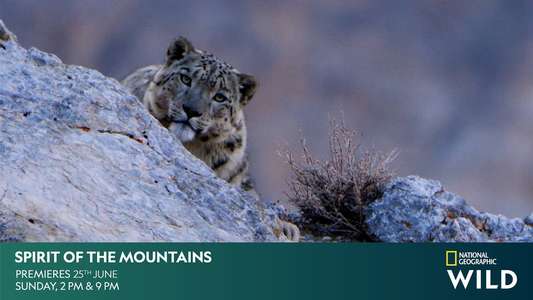 Spirit of the Mountains - Backdrops