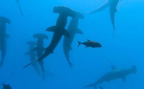 Hammerhead Sharks Up Close with Bertie Gregory - Backdrops