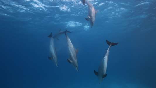 Red Sea: Evolutions Magic Garden - Backdrops