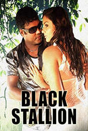 Black Stallion