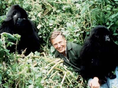 A Gorilla Story: Told by David Attenborough - Posters