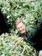 A Gorilla Story: Told by David Attenborough