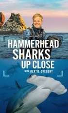 Hammerhead Sharks Up Close with Bertie Gregory