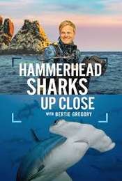 Hammerhead Sharks Up Close with Bertie Gregory
