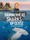 Hammerhead Sharks Up Close with Bertie Gregory