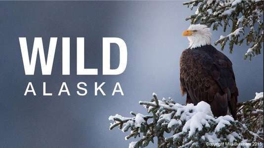 Wild Alaska - Backdrop