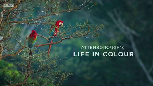 Life in Colour with David Attenborough - Backdrop