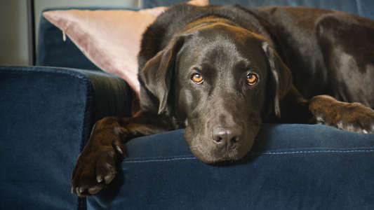 The Hidden Lives of Pets - Backdrop