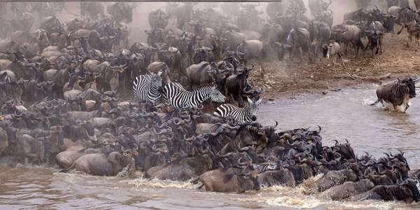 Incredible Animal Journeys - Backdrops