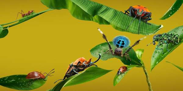 A Real Bug's Life - Backdrops
