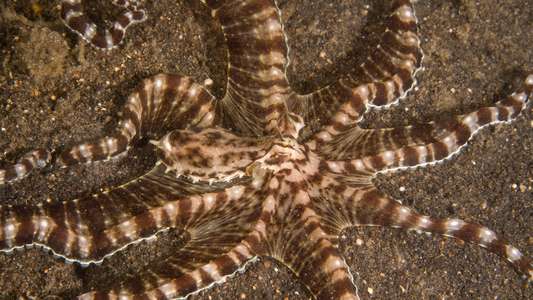 Secrets of the Octopus - Backdrops
