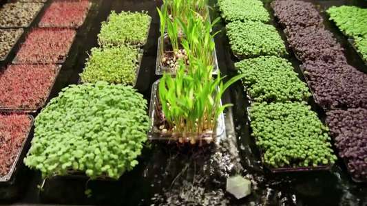 Farm Dreams - Backdrops