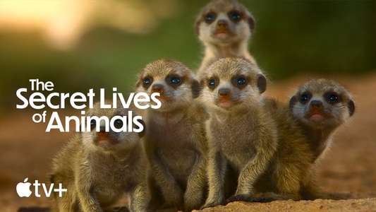 The Secret Lives of Animals - Backdrops