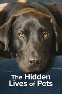 The Hidden Lives of Pets - Poster