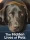 The Hidden Lives of Pets