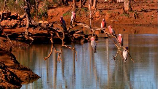 Australia: Land of Parrots - Backdrop