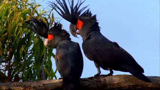 Australia: Land of Parrots - Backdrop