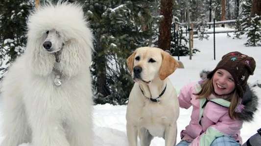The Dog Who Saved Christmas Vacation - Backdrop