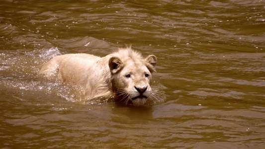 White Lion - Backdrop