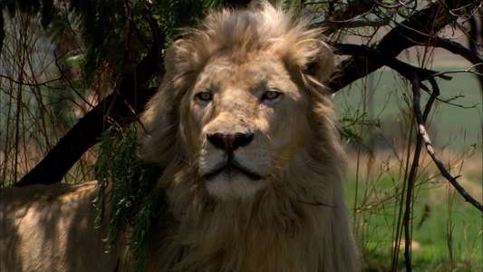 White Lion - Backdrop