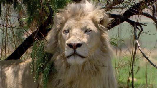 White Lion - Backdrop