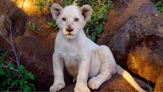 White Lion - Backdrop