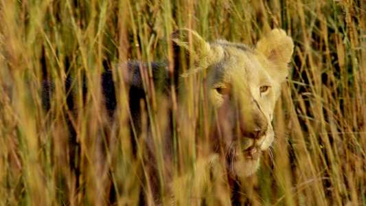 White Lion - Backdrop