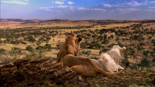 White Lion - Backdrop