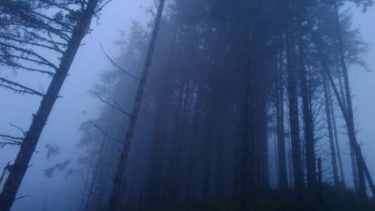 Bigfoot: The Lost Coast Tapes - Backdrop
