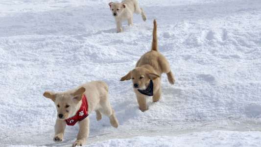 Snow Buddies - Backdrops