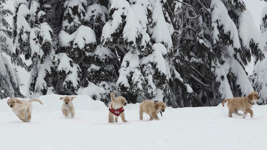 Snow Buddies - Backdrops