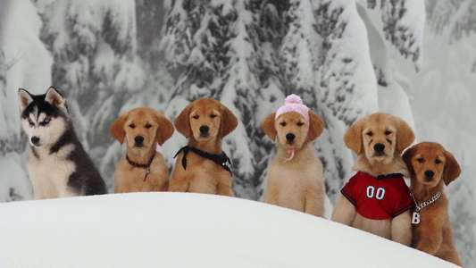 Snow Buddies - Backdrops