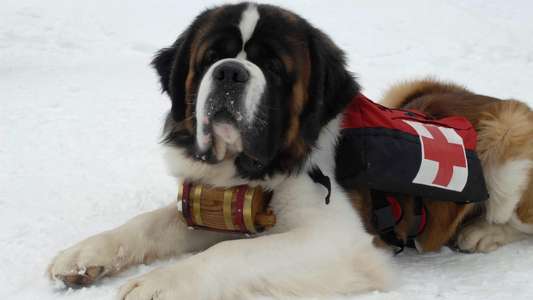 Snow Buddies - Backdrops