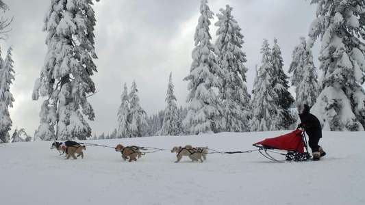 Snow Buddies - Backdrops