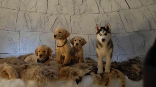 Snow Buddies - Backdrops