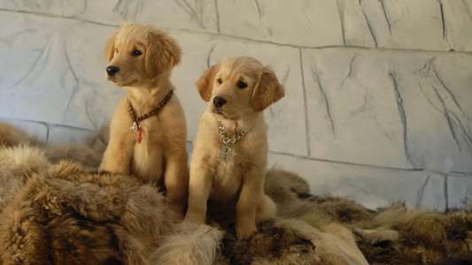 Snow Buddies - Backdrops