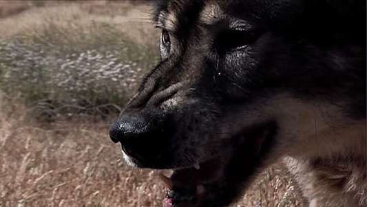 Wolf Town - Backdrop