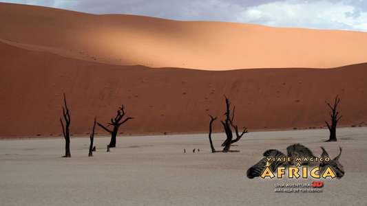 Magic Journey to Africa - Backdrop