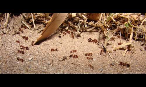 Fire Ants 3D: The Invincible Army - Backdrop